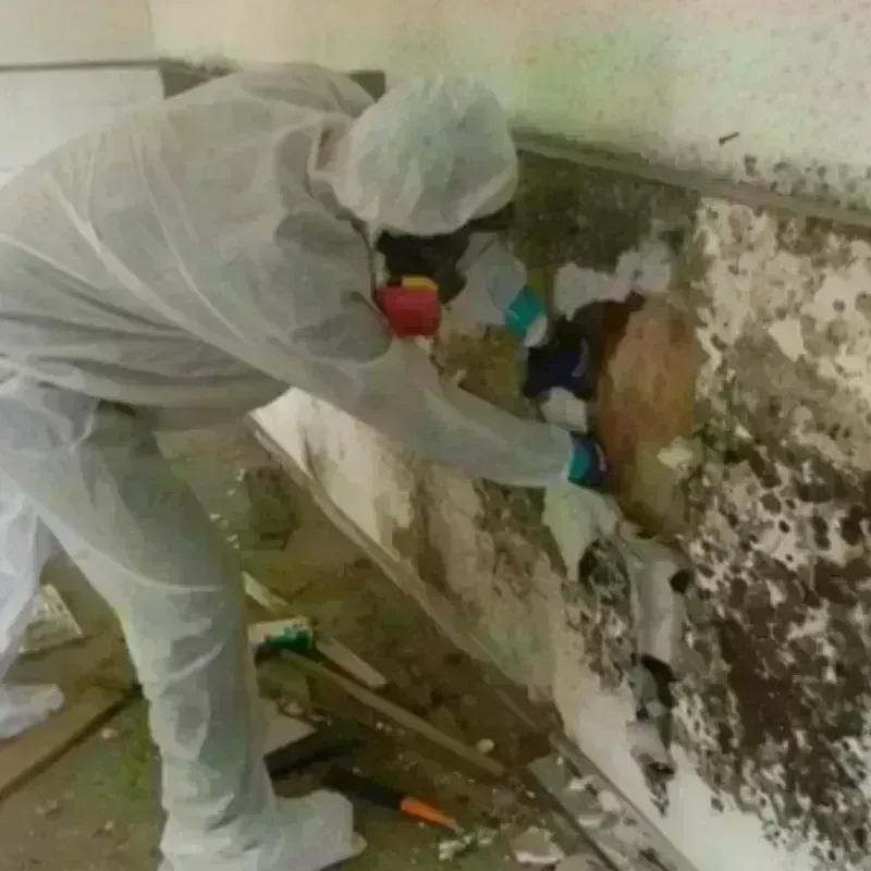 Mold Remediation and Removal in Pueblito del Rio, PR